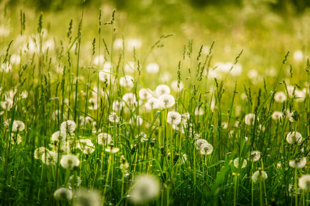 istock Beautiful white dandelion heads in a meadow 802337228