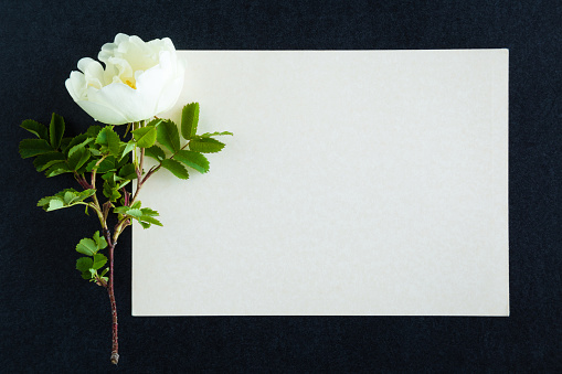 White rose on the dark background. Fresh flowers. Condolence card.