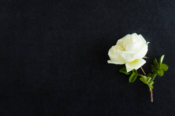 istock White rose on the dark background. Fresh flowers. Condolence card. 802338082