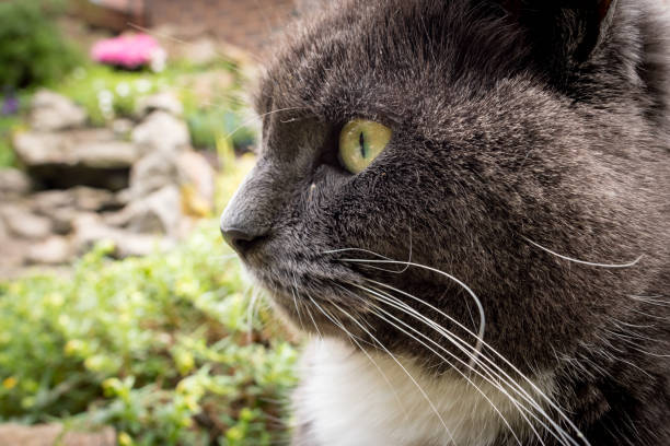 Close Up Of A Grey And White Side Head Outdoor Portrait