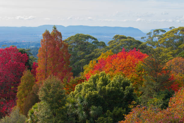 istock Mt Tomah Botanical Gardens Blue Mountains Australia 802341638