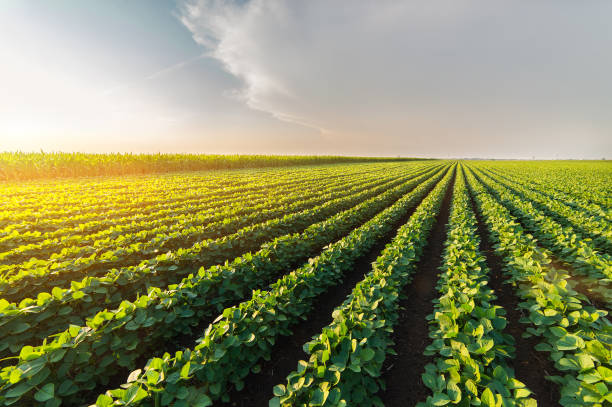 plantación agrícola soja en día soleado - planta verde soja creciente contra luz del sol - arable fotografías e imágenes de stock