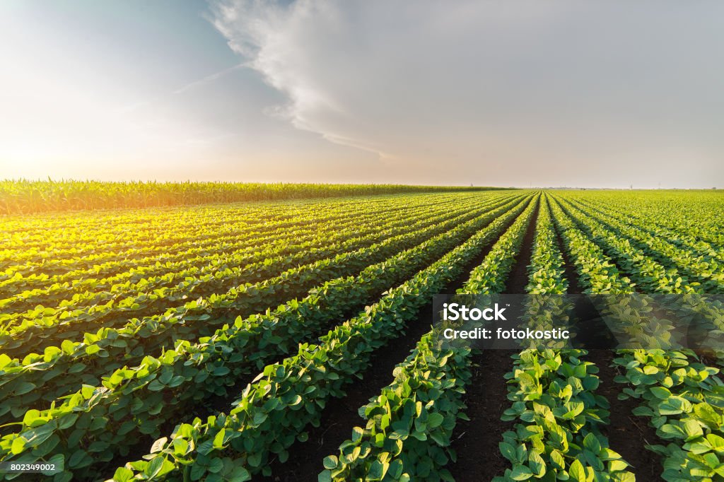 Piantagione di soia agricola nella giornata di sole - Pianta di soia a coltivazione verde contro la luce solare - Foto stock royalty-free di Fagiolo di soia