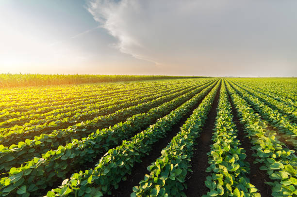 晴れた日の農業用大豆プランテーション - 日光に対する緑の大豆植物 - plantation ストックフォトと画像