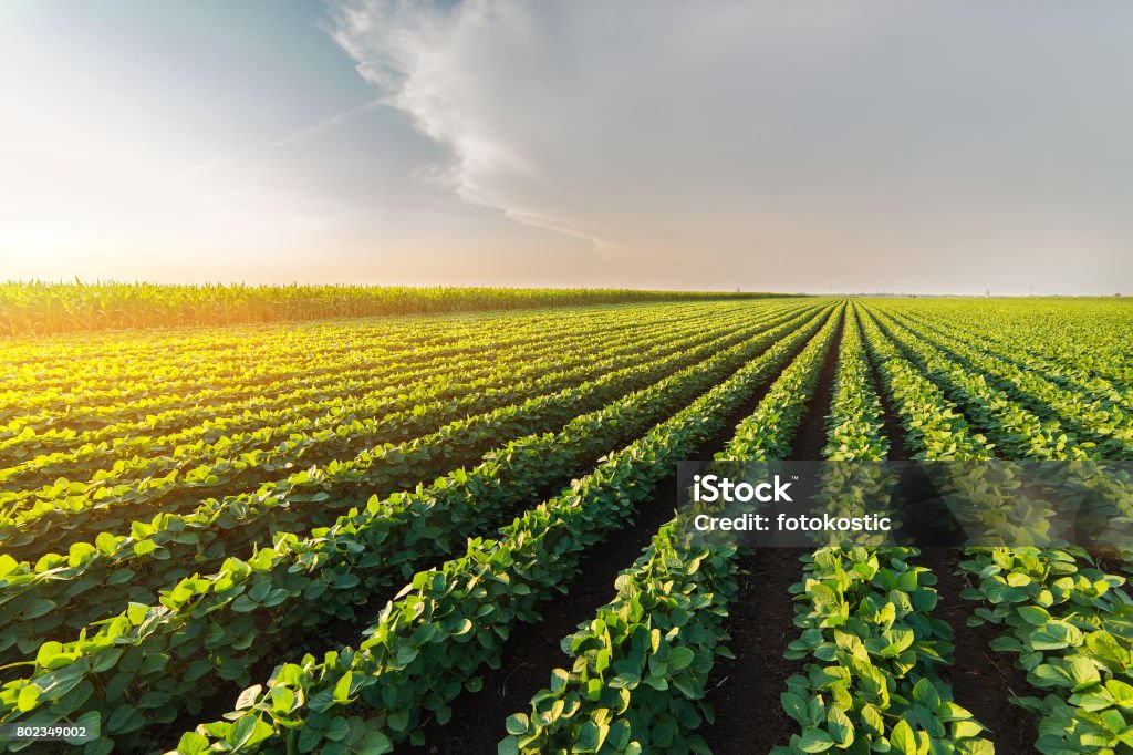 Agricultural soy plantation on sunny day - Green growing soybeans plant against sunlight Soybean Stock Photo