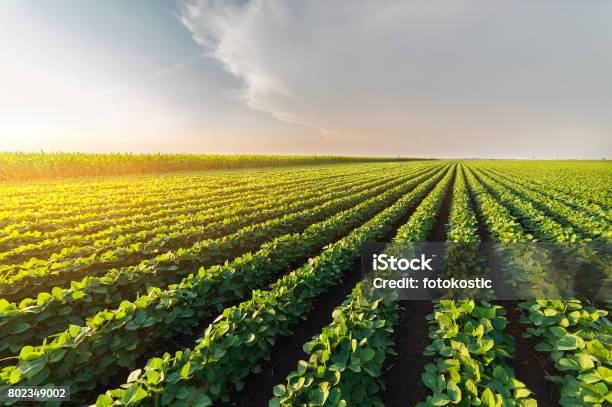 Agricultural Soy Plantation On Sunny Day Green Growing Soybeans Plant Against Sunlight Stock Photo - Download Image Now