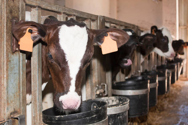 istock Close up of beautiful Holstein young cows eating. 802362192
