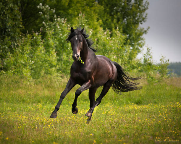 istock Black horse run on the green grass and green trees background 802362534
