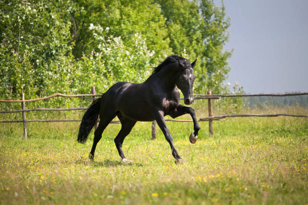 istock Black horse run on the green grass and green trees background 802362744