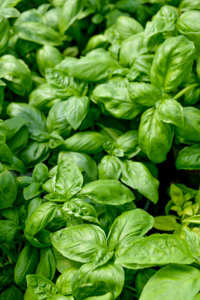 istock Natural herb basil plant close up 802362890