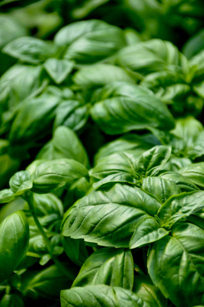 istock Natural herb basil plant close up 802362994