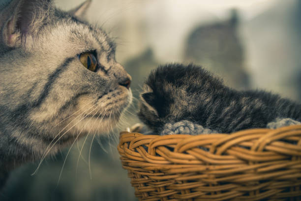 istock Mother cat with a small kitten. Basket from a rod. 802378040