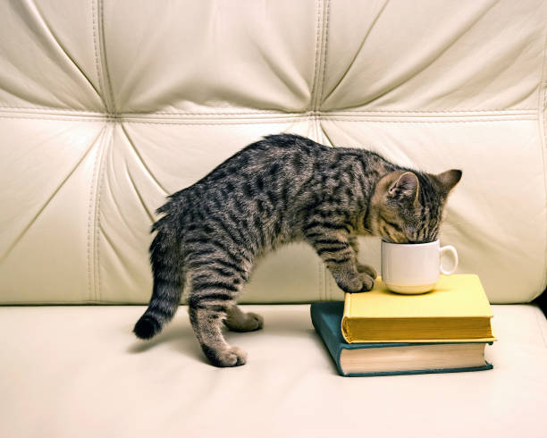istock Kitten drinking from the cup on the leather couch. Green and yellow books. Light sofa. 802378080