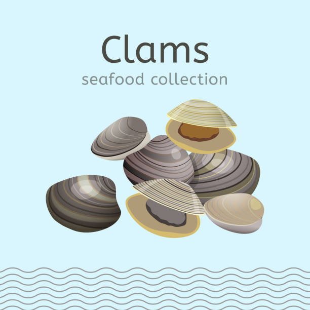 Seafood collection image Clams on a light background. Seafood collection. Vector illustration. clam animal stock illustrations