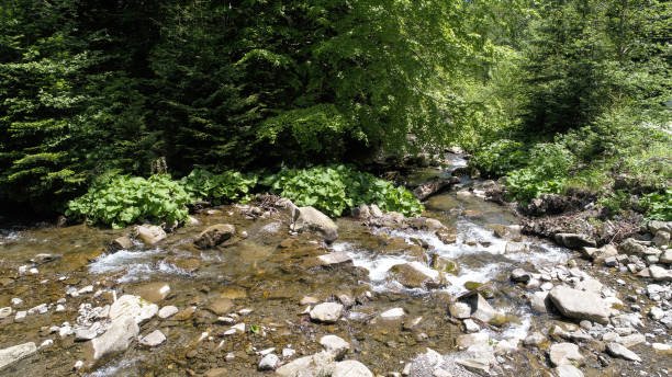istock Mountain river flowing through the green forest 802384422