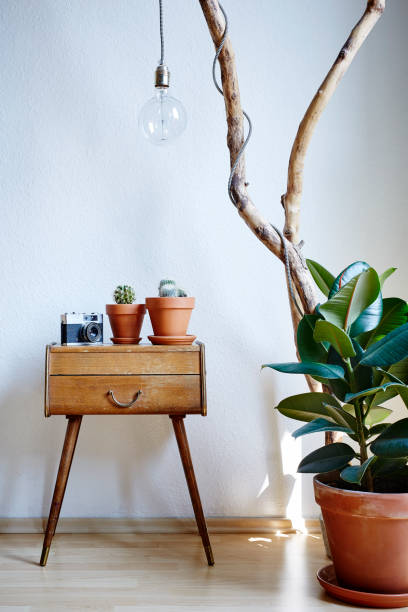istock urban loft decoration gum tree cacti cabinet branch sunny atmosphere 802386586