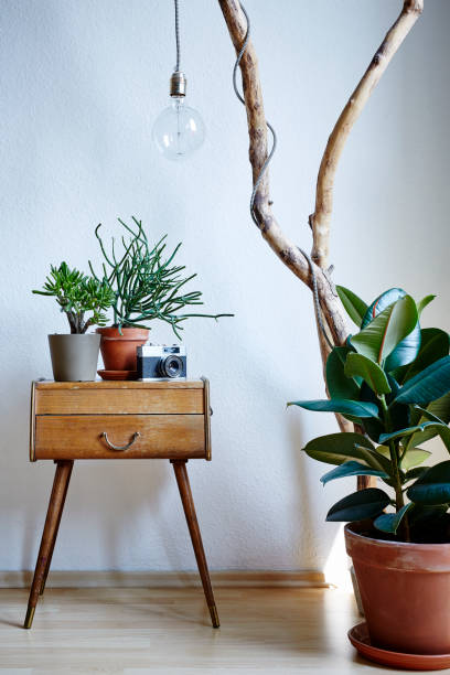 istock urban plants in modern apartment sunny daylight individual design elements 802386712