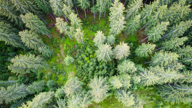 istock Aerial shot of green forest 802387504