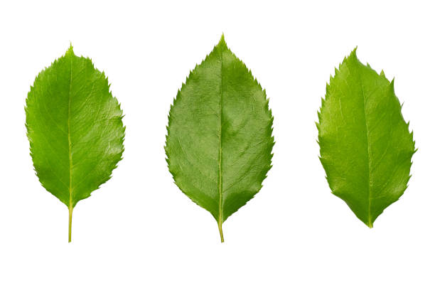 Organic plant leaf close up, set of three.