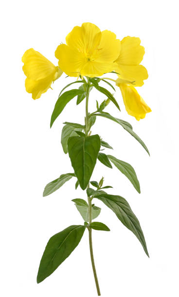 evening primrose (oenothera biennis) - primrose imagens e fotografias de stock