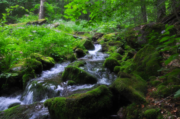 istock Beautiful view on mountain river under a Old Mountain, Serbia. 802394552
