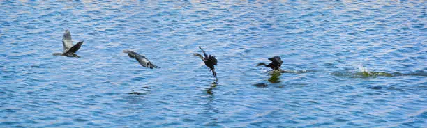 Photo of Sequential frames of a Cormorant bird diving into the lake for fish and then flying away