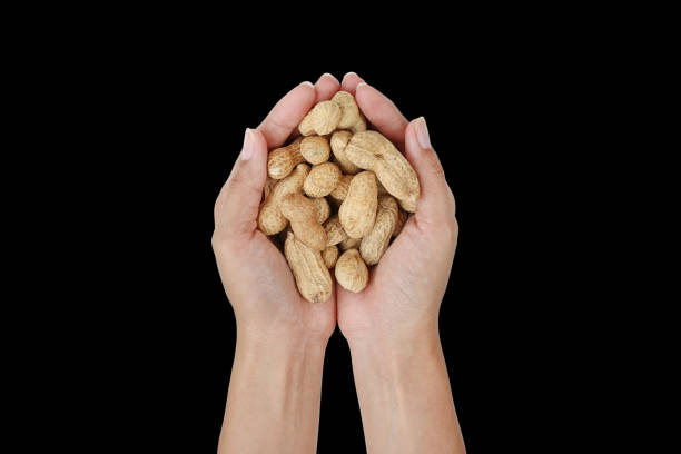istock Hands holding peanuts in the shell isolated on black background. 802399104