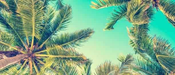 Blue sky and palm trees view from below, vintage style, summer panoramic background