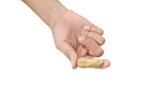istock Hand holding peanut in the shell isolated on white background. 802399318