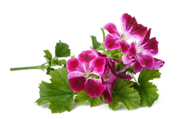 istock Pelargonium grandiflorum Imperial 802399340