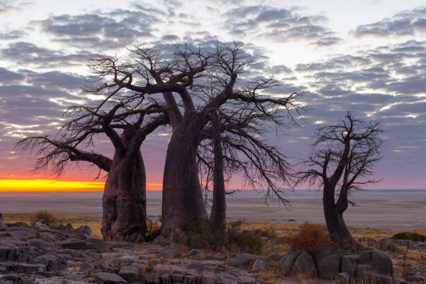 istock Baobab trees and colours of sunrise 802400120