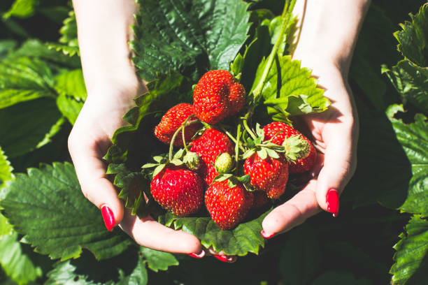 istock fresh strawberries in human hand 802402314