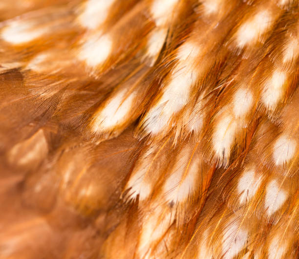 istock A close-up of red chicken feathers 802402916