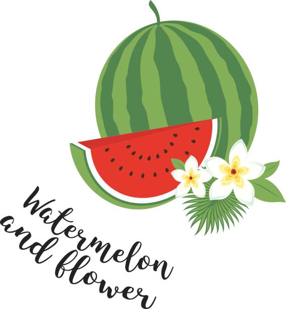ilustraciones, imágenes clip art, dibujos animados e iconos de stock de sandía entera con slice y hojas. ilustración de vector - watermelon full length isolated circle