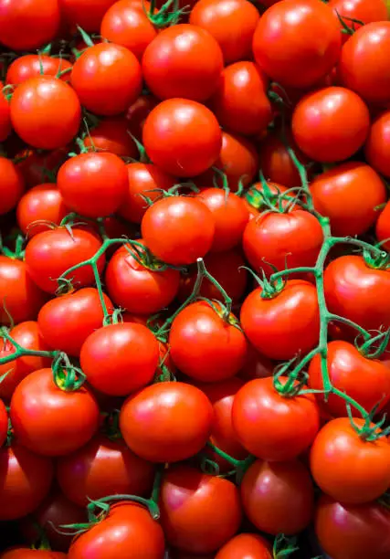 Pile of Tomatoes bunch in greengrocer' shop.