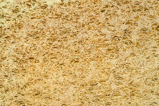 Shell Sandstone Texture Stock Photo - Download Image Now - Sea, Stone ...