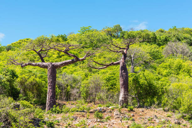 Baobab trees Baobab trees in Madagascar ariel west bank stock pictures, royalty-free photos & images