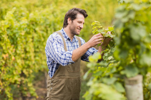 istock Smiling winegrower harvesting the grapes 802424346