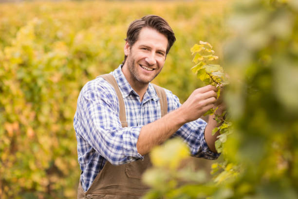istock Smiling winegrower harvesting the grapes 802424374