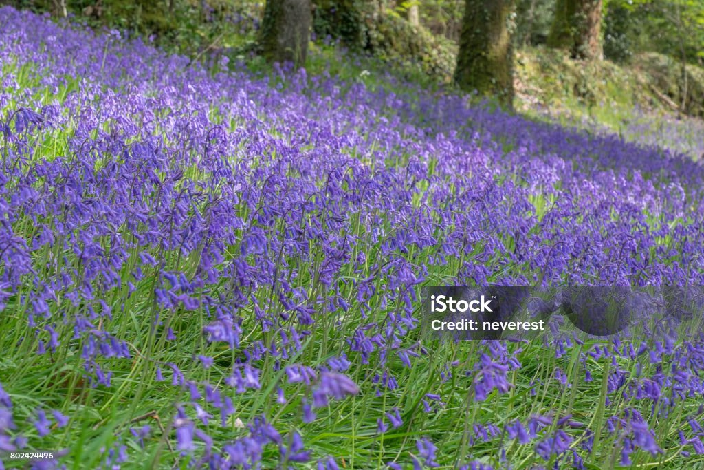 Blue forest bell flowers forest glage in blossom at April Agricultural Field Stock Photo