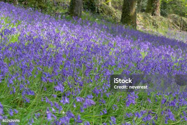 Blue Forest Bell Flowers Stock Photo - Download Image Now - Agricultural Field, Blossom, Botany