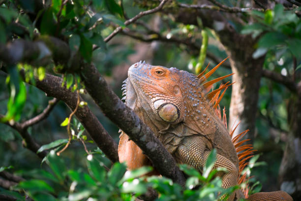 istock Iguanas head framed with tree branchs in Central north Costa Rica, Central America 802427886