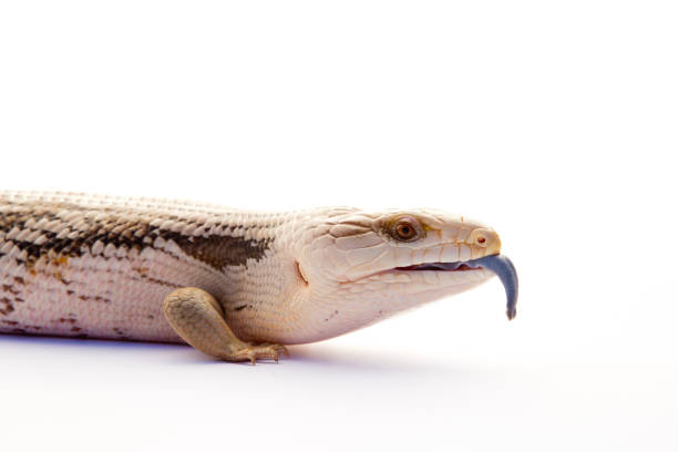 istock Australian Blue Tongue Lizard on white background 802427980