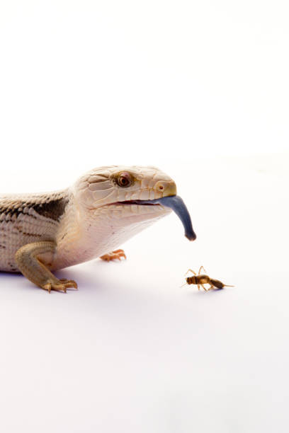 istock Australian Blue Tongue Lizard on white background 802428278