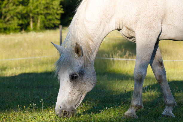 Close up of grey horse enjoying a salt lick in field on summers day, the lick will help with the horses health and fitness due to the vitamins and minerals in it.