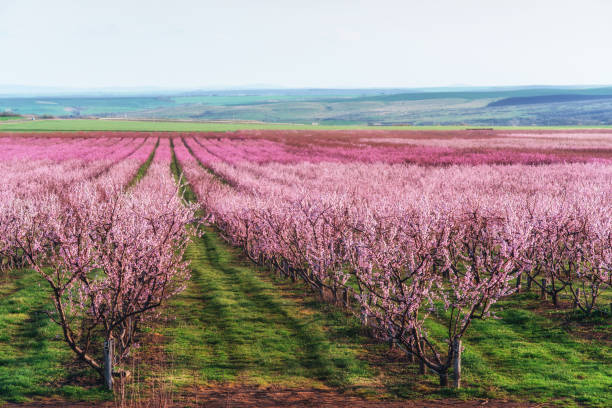 istock Richly blossoming tree garden on a lawn with  beautiful sky 802428946
