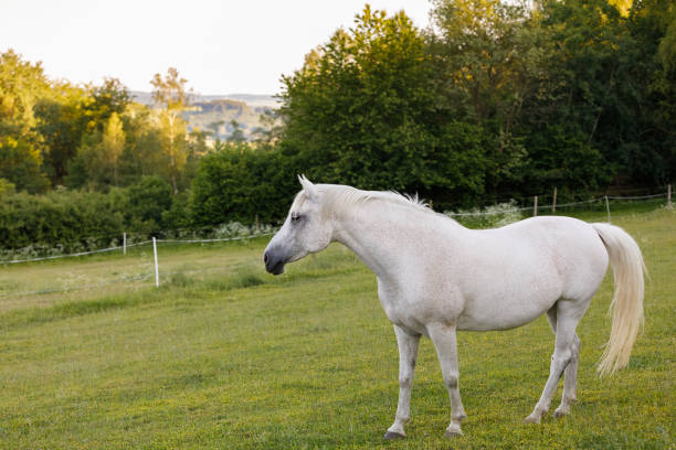 istock white horse is grazing in a spring meadow 802429056