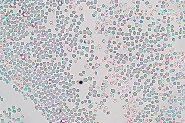 顕微鏡下で出芽酵母細胞。 - 酵母 ストックフォトと画像