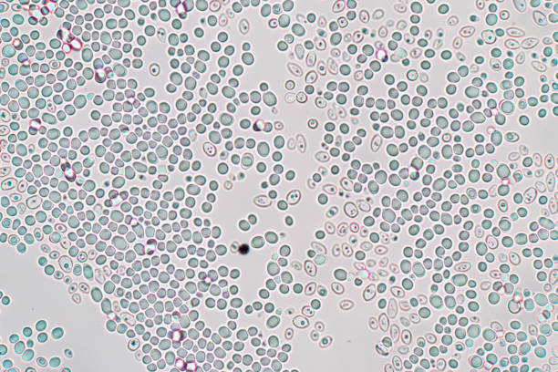 budding yeast cell under the microscope. - yeast imagens e fotografias de stock