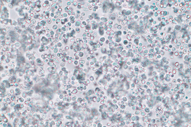 신진 효 모 세포는 현미경입니다. - bakers yeast 뉴스 사진 이미지